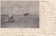 Phoenix Arizona, Tying A Steer Cowboy Cattle Ranching Lasso C1900s Vintage Postcard - Phoenix