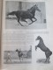 1905  FLYING FOX  L étalon D Un :million équitation Race Pure Sang  Cheval  Haras De JARDY - Hipismo