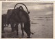 Foto Panjepferd Am Peipussee - Pferd Geschirr Russland Estland - 1942 - 9,5*6,5cm (43004) - Orte