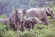 China - Asian Elephant, IFAW China Postcard - Elefanti