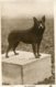 UNITED KINGDOM - Dogs  - RPPC - The Schipperke  - London PM 1929 - Hunde