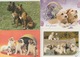 100  C P M  DE. CHIENS  DIVERS ( Voir Quelques  Modèles ) ( 19 / 8 / 491 ) - 100 - 499 Postales