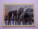 PANINI ANIMAL WORLD Animaux N°451  éléphant Elefant Elefante Elephant - Edizione Francese