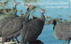 Namibia Chip N$ 20, Birds Of Namibia, Used - Namibie