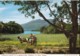 AP71 Traditional Jaunting Car In Muckross Park, Killarney, Co. Kerry, Ireland - John Hinde Pc - Kerry