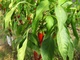 30 Graines De PIMENT DE CAYENNE ( BIO) - Other & Unclassified