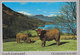 United Kingdom PPC Scotland Dunbartonshire Loch Lomond Cattle Cows View Of Ben Vane & Ben Vorlich (2 Scans) - Dunbartonshire