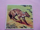 PANINI SUPER ZOO N°138 Cuon Indiano  Dhole Indische Wilde Hond Indian Wild Dog Indischer Kuon - French Edition