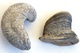 LOT : GRYPHAEA ARCUATA DU Sinémurien, HUITRE FOSSILE + ŒUFS DINOSAURES + AUTRES à Déterminer - Fossili