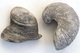 LOT : GRYPHAEA ARCUATA DU Sinémurien, HUITRE FOSSILE + ŒUFS DINOSAURES + AUTRES à Déterminer - Fossils