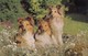 Postcard Close Up Rough Collie Dogs My Ref  B13588 - Dogs