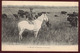 Manade De Taureaux En Camargue  - Bouches-du-Rhône Et  Gard - Gardian Troupeau De Taureaux - Autres & Non Classés