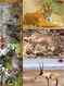 INDIA Picture Postcards: INDIA Picture Postcards: Wild India - Mammals, Set Of 48 Cards - India