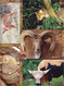 Delcampe - INDIA Picture Postcards: INDIA Picture Postcards: Wild India - Mammals, Set Of 48 Cards - India