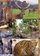 Delcampe - INDIA Picture Postcards: INDIA Picture Postcards: Wild India - Mammals, Set Of 48 Cards - India