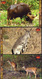 Delcampe - INDIA Picture Postcards: INDIA Picture Postcards: Wild India - Mammals, Set Of 48 Cards - India