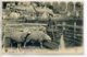 87 MTIL 571- SCENE Du CENTRE Moutons Au Parc  Paysanne 1903 Timbrée ST SAINT JULIEN         /D19-2017 - Otros & Sin Clasificación