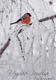 Postal Stationery - Bird - Bullfinch In Winter Landscape - WWF Panda Logo - Suomi Finland - Postage Paid - Postal Stationery