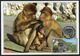 GIBRALTAR (2017). Carte Maximum Card - Apes Den, Monos, Macacos, Ape, Singe - Upper Rock Nature Reserve - Gibraltar
