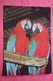 Ara, Macaw Parrot - Praha ZOO -  Old Postcard - Big Size - Oiseaux