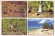 (99). Ile Maurice. Rodrigues. Ile Coco. Oiseaux & Seychelles Fairy Terns Birds - Maurice