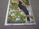 PANINI ANIMAL WORLD Animaux N°265 Calao Bicorne Great Hornbill - Edition Française