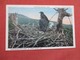 American Eagles In Nest  Mt. Desert Island Me.    Ref    3594 - Oiseaux