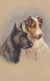 AS90 Animals - Dog - Terriers - Artist Signed Jannie Moody - Dogs