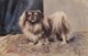 AS90 Animals - Dogs - Pekingese - Artist Signed Richard ? - Hunde