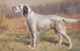 AS90 Animals - Dogs - English Setter - Artist Signed - Dogs