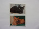 PANINI ANIMAL WORLD Animaux N°528 A & 528B Chat Cat Katze Gato Sushi Moustique - Edition Française
