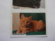 PANINI ANIMAL WORLD Animaux N°528 A & 528B Chat Cat Katze Gato Sushi Moustique - Edition Française