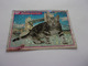 PANINI ANIMAL WORLD Animaux N°317 Chat Cat Katze Gato British Shorthair - Edition Française