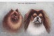 AS91 Animals - Dog - Toy Pom And Pekingese - Dogs