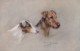 AS91 Animals - Dog - Terriers, Artist Signed Persis Kirmse - Dogs