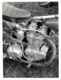 JAWA   16*12 Cm Moto MOTOCROSS MOTORCYCLE Douglas J Jackson Archive Of Motorcycles - Coches