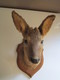 TROPHÉE TAXIDERMIE TÊTE De CHEVREUIL Sur écusson En Bois - CHASSE - Autres & Non Classés