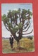 Yucca Palms Arizona    Ref   3598 - Cactusses
