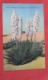 Yucca In Bloom  On The Desert In Ole' Southwest   Ref   3598 - Cactusses