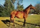 Haras De POMPADOUR - Kespoulit Etalon Anglo-arabe Par Djerba-Qua Et Keseybis Par Cor-de-Chasse - Cheval - Arnac Pompadour