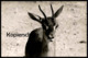 ALTES ORIGINAL FOTO GAZELLE SPRINGBOCK Springbok Impala Antilope Afrika Africa Karte Cpa Photo Postcard - Afrika