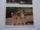 PANINI ANIMAL WORLD Animaux N°524 A & 524 B Chien Dog Hund Perro Kutya - Edition Française