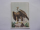 PANINI WEST Cow Boy Indien Cavalerie N°100 Aigle Eagle Aguila Adler - Edition Française