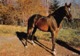 Haras De POMPADOUR - Baraki, étalon Anglo-arabe, Par Le Tigre II Et Bacchante - Cheval - Arnac Pompadour