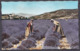 LAVANDE , LAVANDER ,  OLD  POSTCARD - Geneeskrachtige Planten