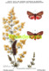 Delcampe - SERIE COMPLET DE 9 CPA ILLUSTRATEUR JOCHMANS SERIE 1 INSECTES DE BELGIQUE INSECTEN VAN BELGIE INSECTS BUTTERFLY PAPILLON - Papillons