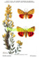 Delcampe - SERIE COMPLET DE 9 CPA ILLUSTRATEUR JOCHMANS SERIE 1 INSECTES DE BELGIQUE INSECTEN VAN BELGIE INSECTS BUTTERFLY PAPILLON - Papillons