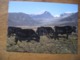 Répresentation Du Timbre, Cattle In South Greenland Bétail Au Sud Du Groenland - Groenland