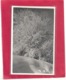 CARTE-PHOTO ORIGINALE GLACEE . EFFETS DE GIVRE HIVER 1937 . PONTARLIER . PHOTO STAINACRE . 2 SCANES - Pontarlier