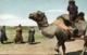 Mongolia China, Native Mongolian Camel Driver (1946) Postcard - Mongolia